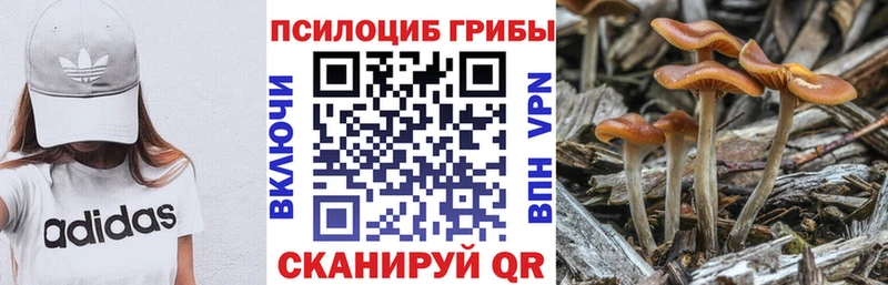 дарнет шоп Новохопёрск Псилоцибиновые грибы Cubensis